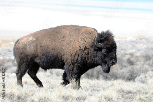 buffalo reaming at antelope island state park, Utah photo