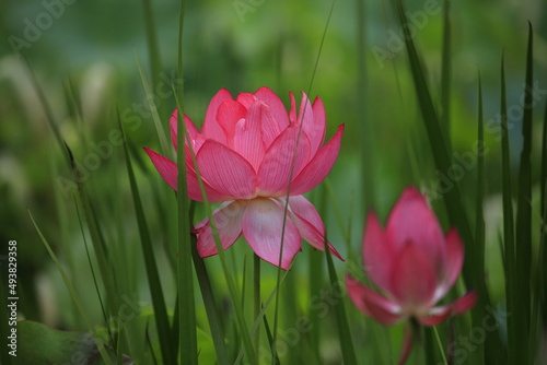 pink lotus flower in grass