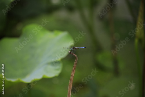 dragonfly on a leaf © Jingyu