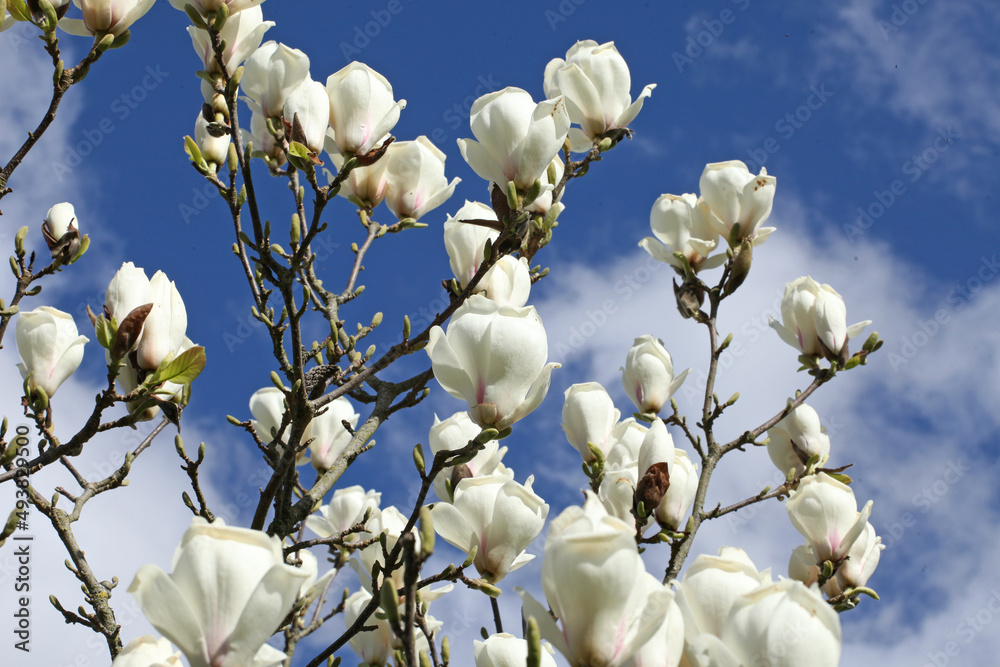 Magnolia x soulangeana 'White Giant' in flower. Magnolia x soulangeana 'White Giant' in flower.