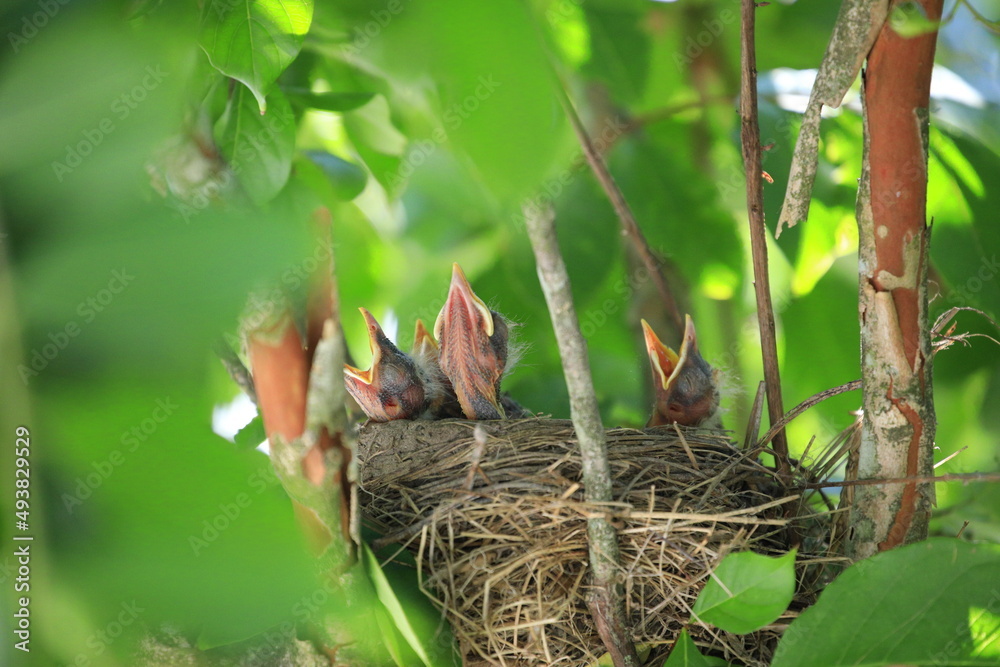 birds in nest with mouth open birds in nest with mouth open