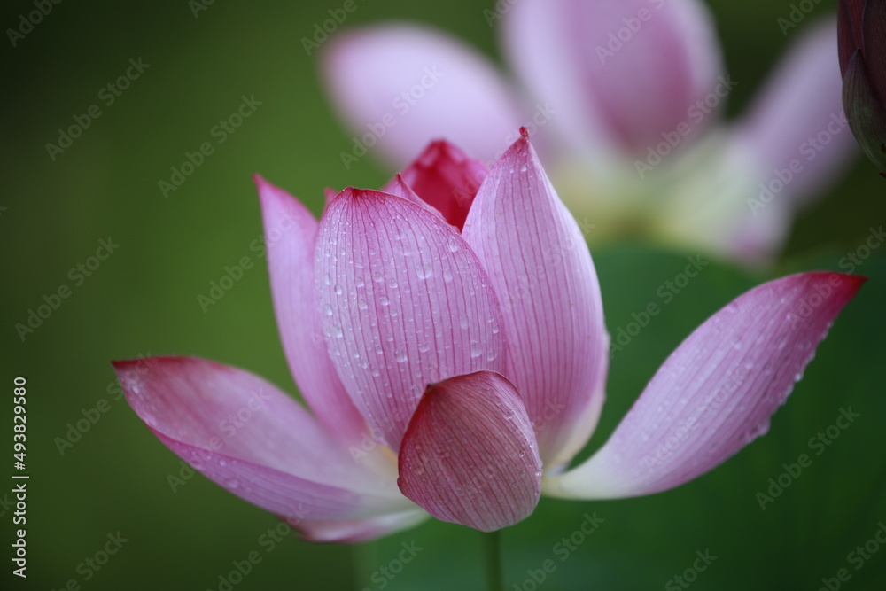 close up of red/pink lotus flower