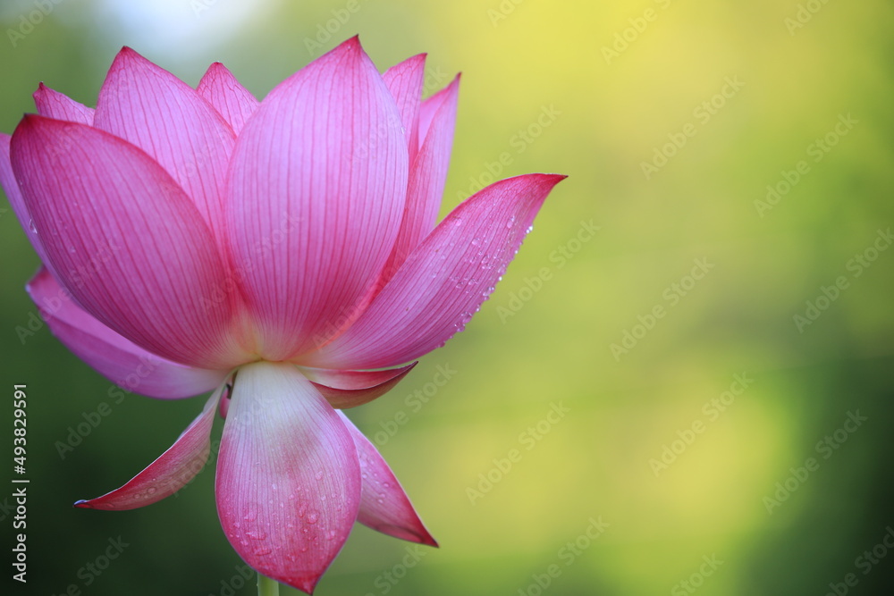 close up of red/pink lotus flower