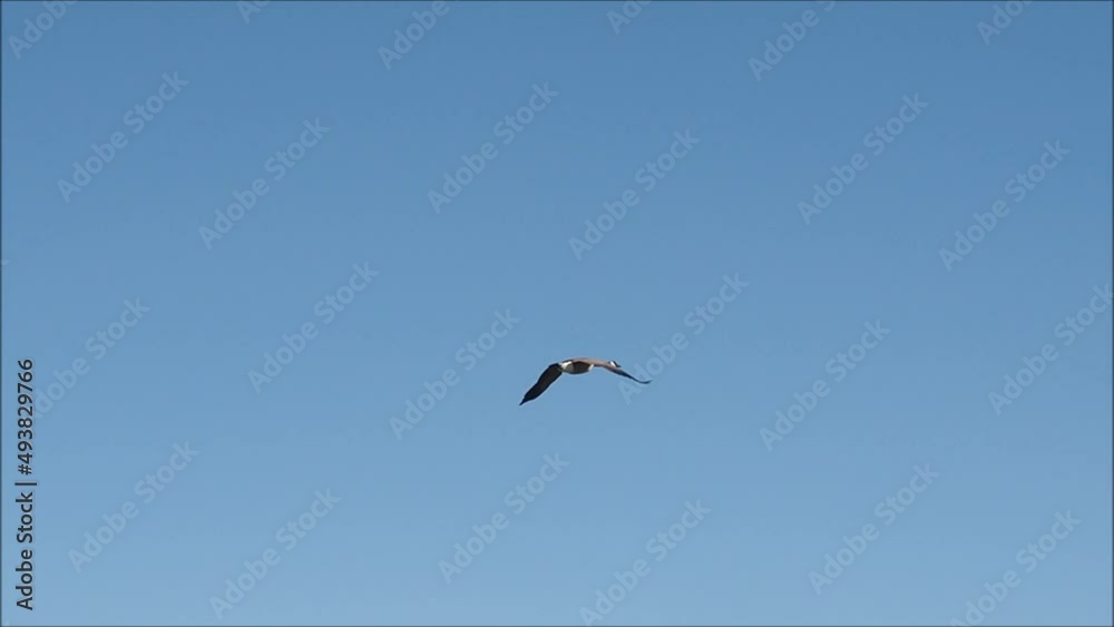 Goose in flight over Bow Rive in Calgary Goose in flight over Bow Rive in Calgary