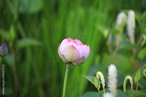 white and pink lotus flower in the pond