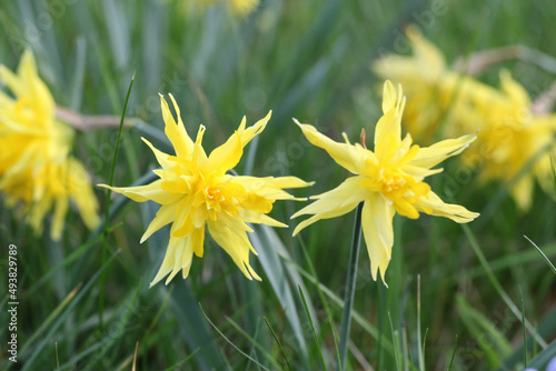 Yellow Narcissus 'Rip van Winkle' double daffodil in flower photo