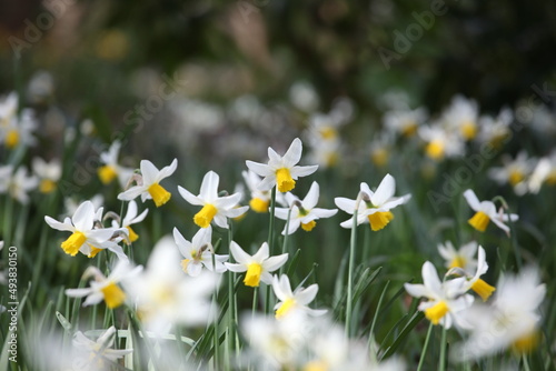 Yellow and white cyclamineus 'Jack Snipe' daffodils in flower photo