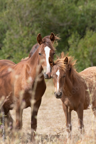 Foal and mothers, potrillos chilenos © Ricardo