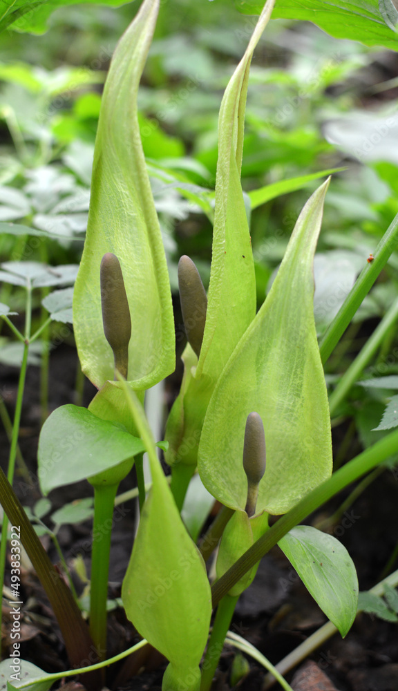 Obraz premium Arum besserianum blooms in the forest in spring.