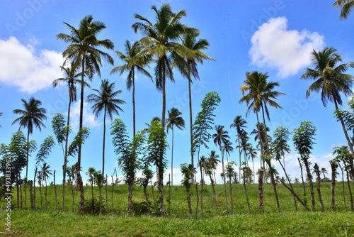 Wallpaper Mural Palm trees, green vegetation in Samana Peninsula, Dominican Republic Torontodigital.ca