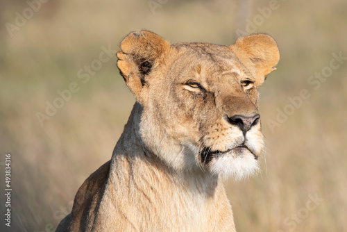 lioness in Masai Mara Kenya