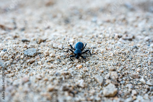 Black Beetle Hunts For Food On Sandy Trail