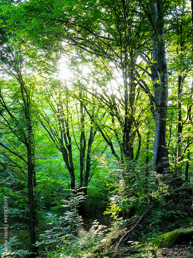 Sunlight penetrating a wild beech forest in Fagaras Mountains, Carpathia, Romania. Summer season. The forest is all green and full of luxuriant vegetation. Sunlight penetrating a wild beech forest in Fagaras Mountains, Carpathia, Romania. Summer season. The forest is all green and full of luxuriant vegetation.