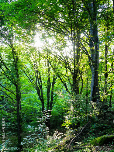 Sunlight penetrating a wild beech forest in Fagaras Mountains, Carpathia, Romania. Summer season. The forest is all green and full of luxuriant vegetation.