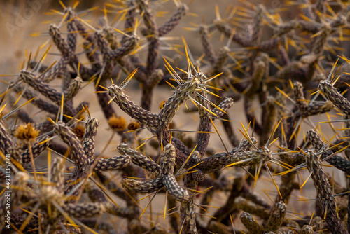 Bright Yellow Spines On Dry Pencil Cholla