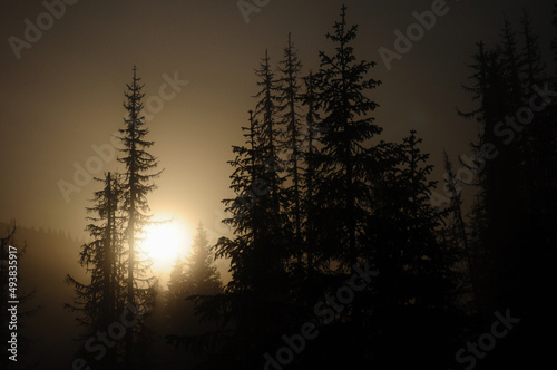 Moon rising above a coniferous forest in the night sky. Hazy atmosphere in the mountains. Carpathia, Romania. © Alexandru V