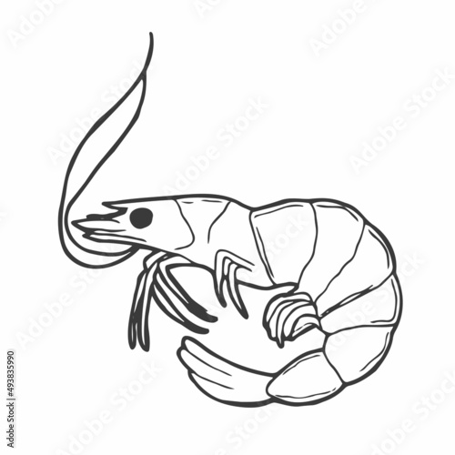 Shrimp hand drawn outline doodle icon. Vector sketch illustration of healthy seafood - shrimp or prawn for print, web, mobile and infographics isolated on white background.