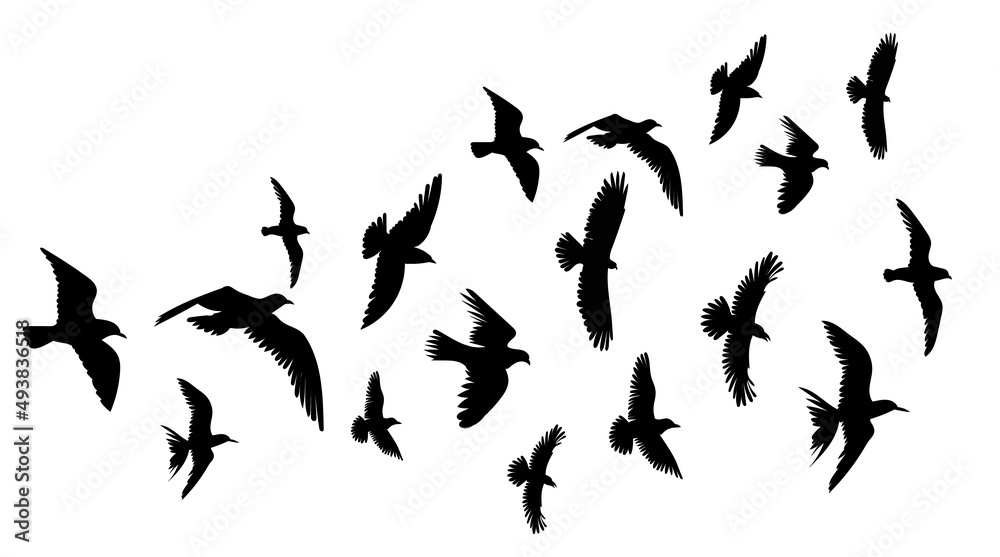 flock of flying birds silhouette isolated vector flock of flying birds silhouette isolated vector