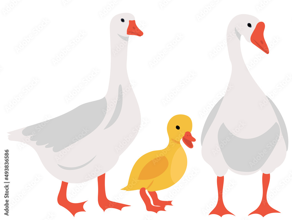 geese and gosling flat design, isolated, vector