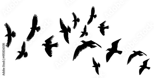 flock of flying birds silhouette isolated