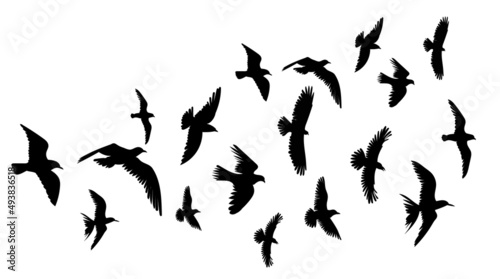 flock of flying birds silhouette isolated vector