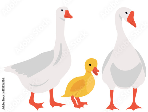 geese and gosling flat design, isolated, vector