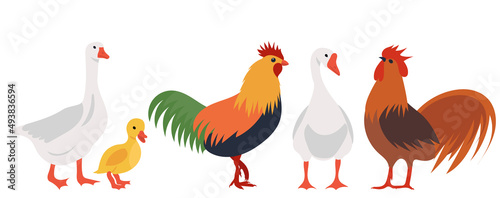 geese, roosters and hen flat design, isolated, vector