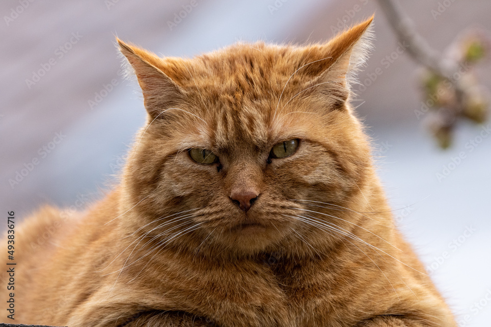 Un chat domestique roux sur un mur.