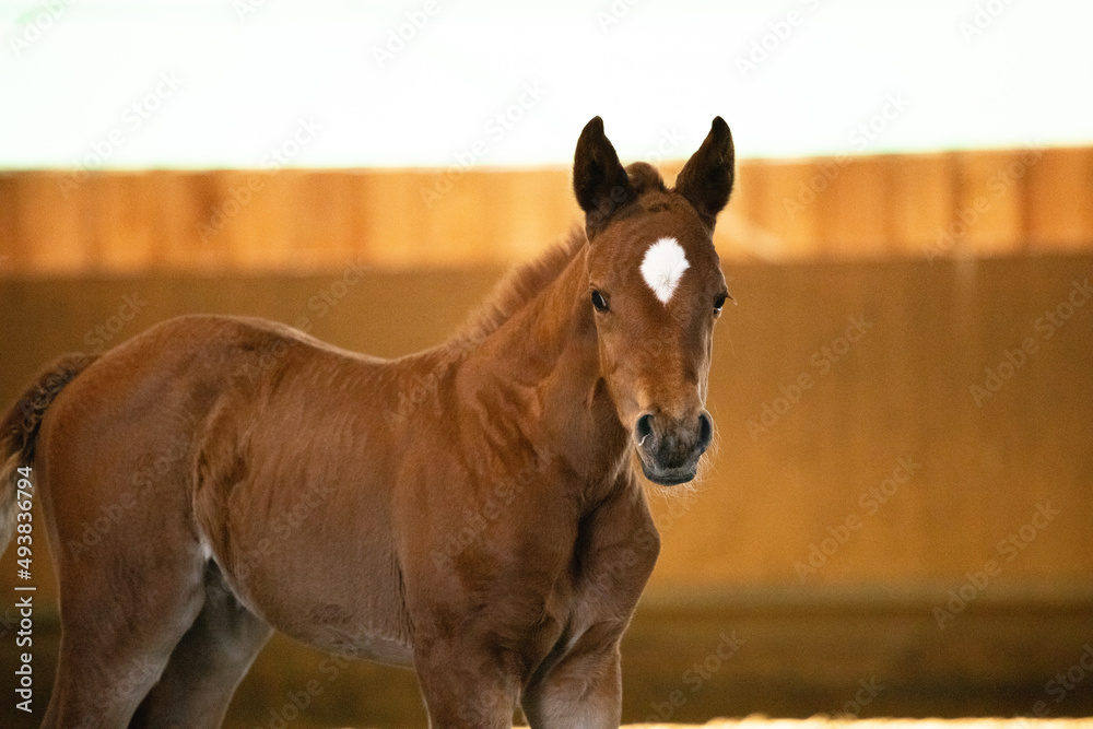Fototapeta premium Junges Fohlen im Portrait