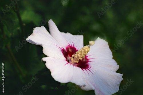 Hibiscus moscheutos flower with soft blurred background photo