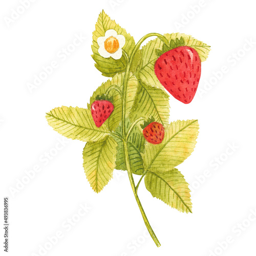 Fototapeta Naklejka Na Ścianę i Meble -  Hand drawn watercolor strawberry branch isolated on white background. Fresh summer berries with leaves and flower for print, card, sticker, textile design, product packaging
