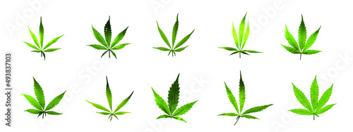 Marijuana green yellow leaves on white background logos