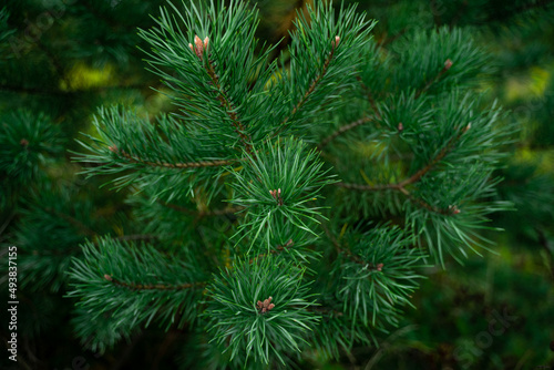 Green branch of conifer in closeup