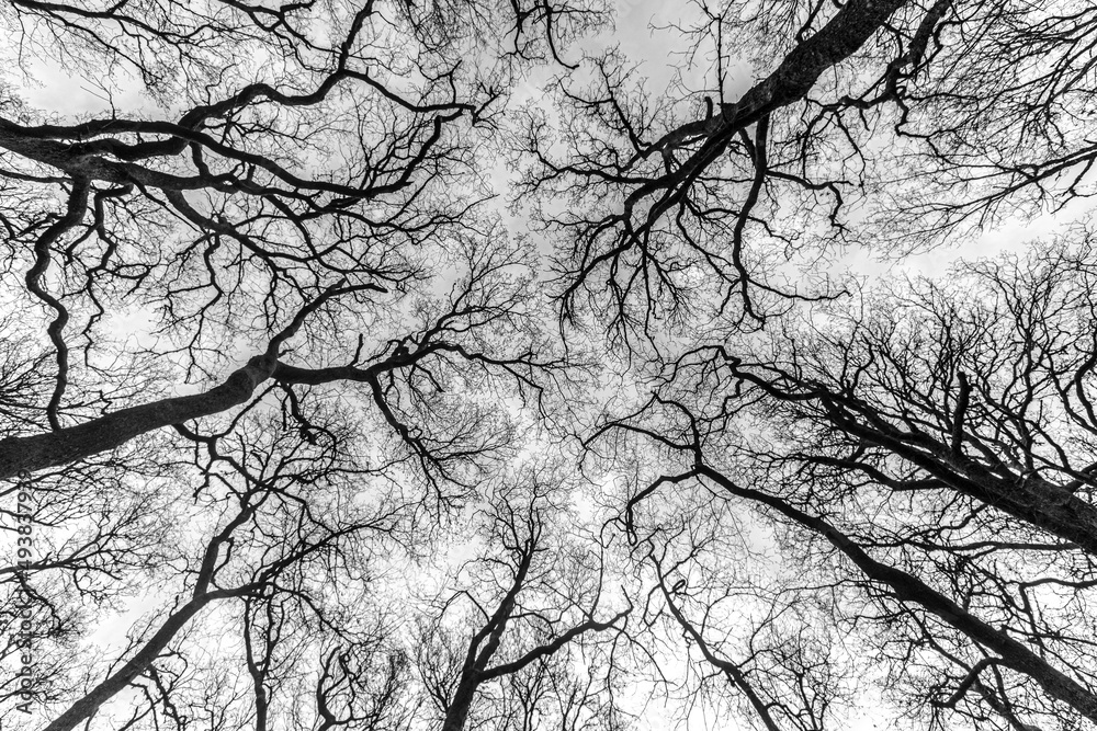 Fototapeta tree in winter