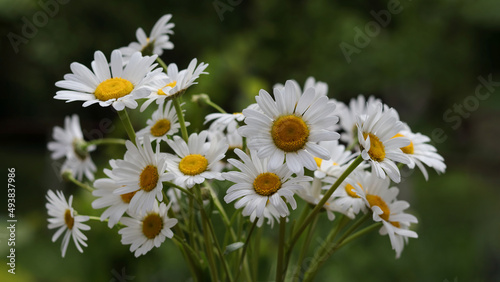 Large white Daisies flowers .Bouquet of stunning large white Daisies . Beautiful white daisies .Beautiful bouquet of garden Flowers on nature background. Floral natural background. Wildflowers.