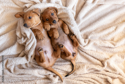 Photography Cute dachshund puppies lie on their backs cuddled up to each other