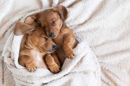 Cute sleeping dachshund puppies. Beautiful little dogs lie on the bedspread.