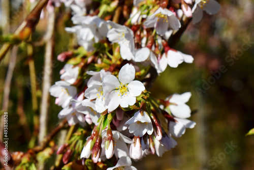 Close-up of beautiful white Cherry Blossoms blooming of prunus 'snow fountains ( weeping cherry tree ) with nature blurred background in sunshine day in spring season in UK.