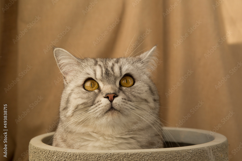 Portrait of white tabby british shorthair cat inside of grey plant pot on beige background. close up