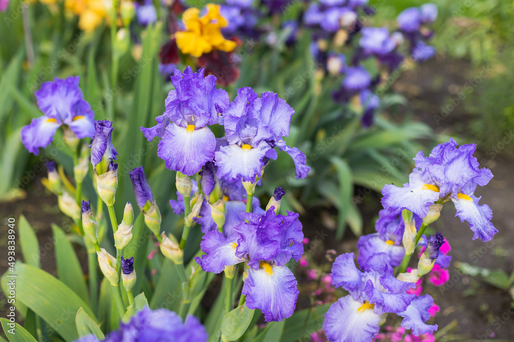 Violet and blue blooming iris flowers closeup on green garden background. Sunny day. Lot of irises. Large cultivated flowerd of bearded iris (Iris germanica). Blue and violet iris flowers are growing Violet and blue blooming iris flowers closeup on green garden background. Sunny day. Lot of irises. Large cultivated flowerd of bearded iris (Iris germanica). Blue and violet iris flowers are growing