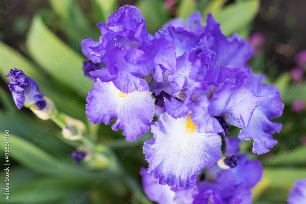 Violet and blue blooming iris flowers closeup on green garden background. Sunny day. Lot of irises. Large cultivated flowerd of bearded iris (Iris germanica). Blue and violet iris flowers are growing