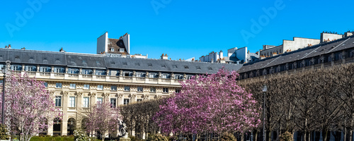 Photography Paris, the Palais-Royal, the pink magnolias in bloom in the garden