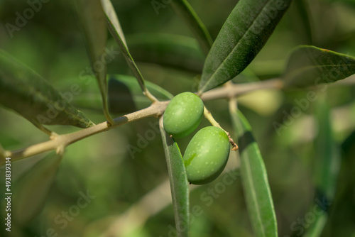 close up green olives on tree - fresh fruit on tree - Tuscany green olive extra virgin olive oil 