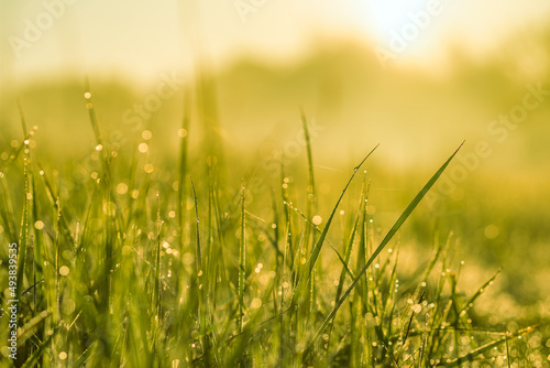 Meadow grass with dew drops in morning light close-up