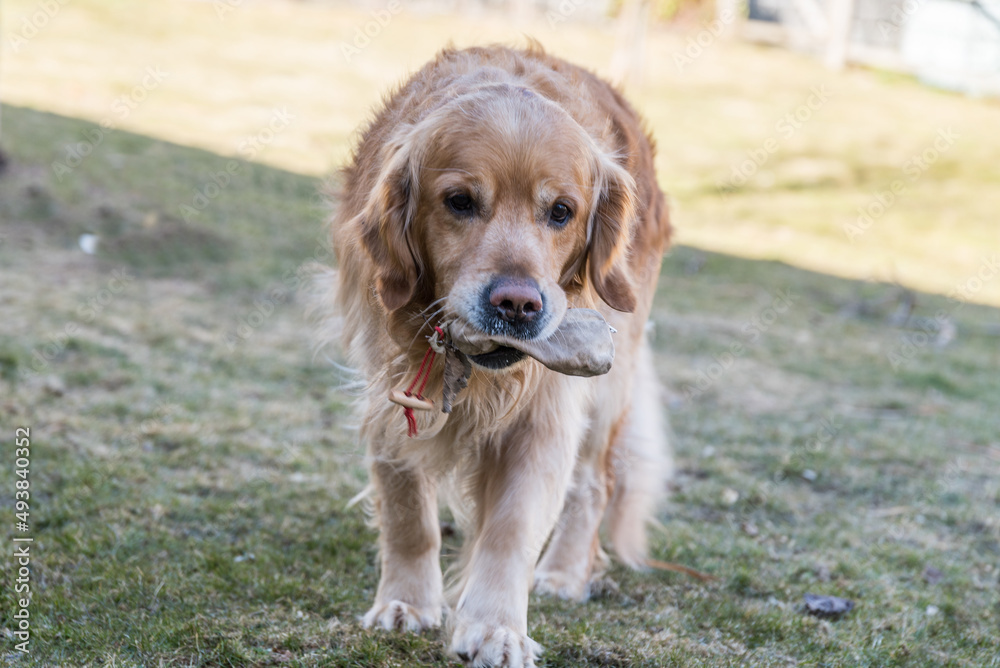 Golden Retriever apportiert Gegenstand - Hundetraining