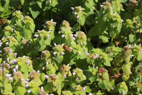 A bee hovering over small white flowers.