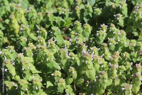 A bee hovering over small white flowers.