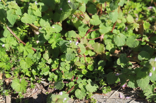 A bee hovering over small white flowers.