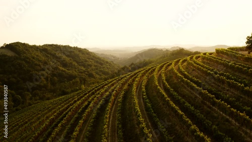 Aerial shot of vineyard on the hill at magic light, golden hour, terraces,Tuscany like in Goriska Brda
