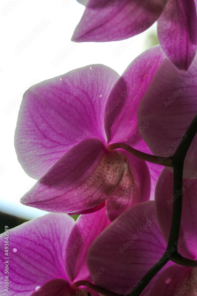 pink orchid flower pink orchid flower